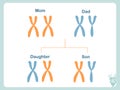 Scheme how X and Y chromosomes are passed on. Chromosomal definition of female and male